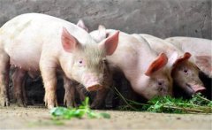 豬的生飼方式與方法，用生料喂豬注意事項