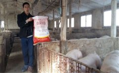 養豬要選擇配合飼料，如何提高豬飼料的利用率