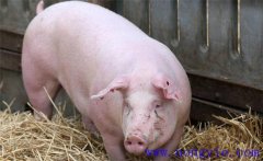 母豬飼養管理小竅門 母豬飼養方法