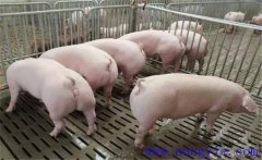 如何搞好母豬夏季飼養管理與疾病預防