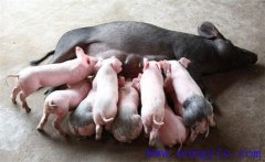 如何縮短仔豬哺乳周期，有效提高母豬飼養效益