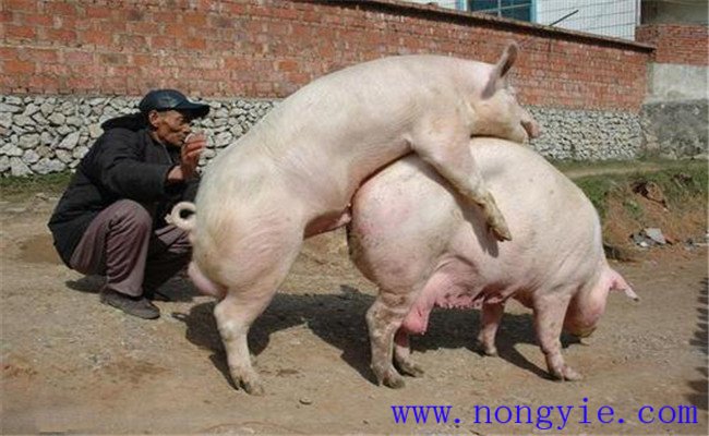 加強飼養管理，保證配種質量