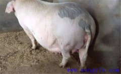 妊娠母豬夏季為什么流產多，妊娠母豬如何度夏