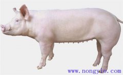 后備母豬怎樣進行營養調控才能獲得高產