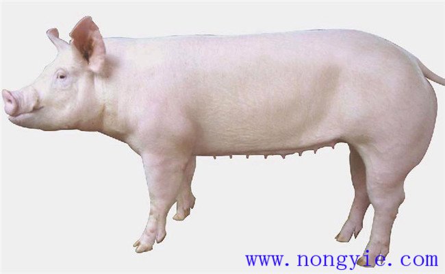 后備母豬怎樣進行營養調控才能獲得高產