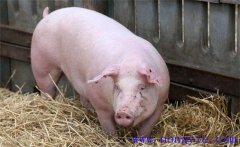 夏季母豬如何加強飼養管理，預防發生應激反應