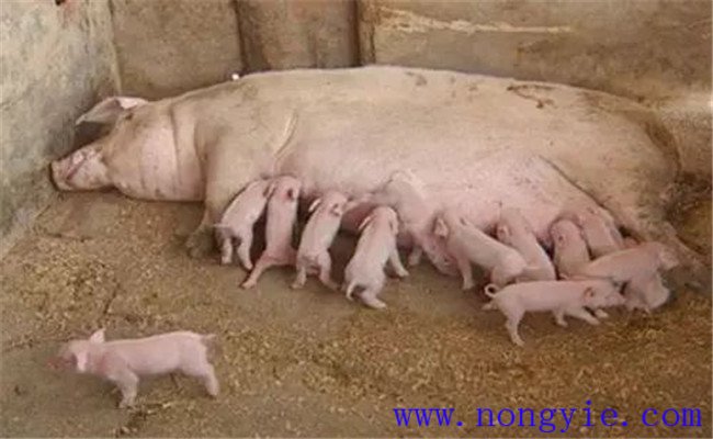 怎樣治療母豬無乳或泌乳不足，如何預防