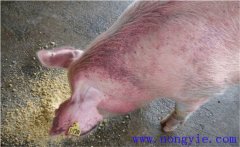 怎樣治療懷孕母豬不吃食，其發病原因是什么？