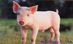 如何管理好哺乳仔豬 怎樣飼養斷奶頭兩周的小豬