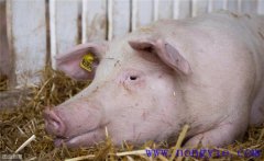 母豬分娩前如何飼養管理？