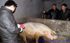 加強選種適配，提高二元雜交母豬產仔數的方法