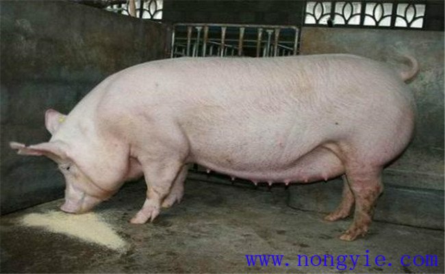 改善飼養管理