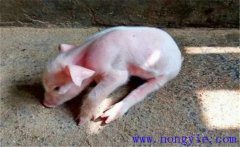 豬偽狂犬病的癥狀和診斷、防治方法