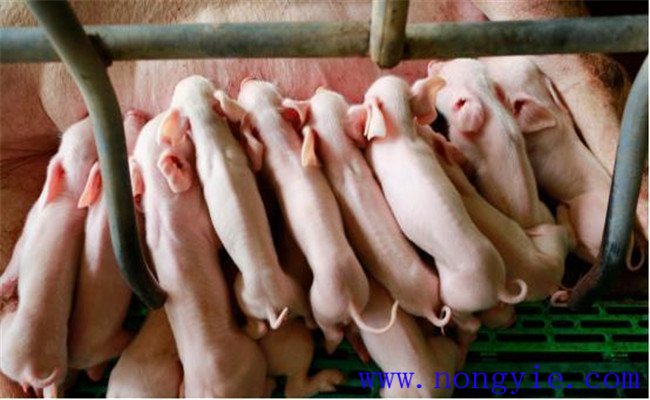 哺乳仔豬的飼養管理要點