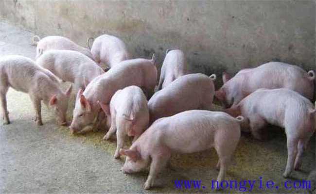 哺乳仔豬如何補飼，哺乳仔豬早期補飼技術要點
