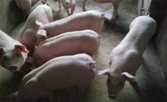 仔豬斷奶后為什么容易發生腹瀉