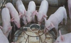 仔豬斷奶應激如何預防，絕食仔豬怎樣進行挽救