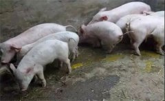 秋冬季節仔豬下痢的主要原因是什么？
