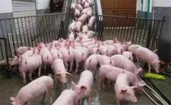 外購仔豬購進仔豬后的飼養管理和疾病防治要求