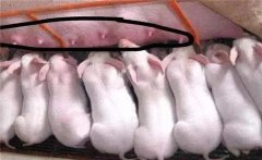 母豬產仔多乳頭少怎么辦？
