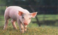 怎樣增加有益微生物菌群、保護仔豬腸道