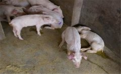 治療豬痢疾需注意哪些事項？豬痢疾的治療方法
