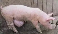 臍疝的類型與癥狀，豬發生臍疝怎么辦？