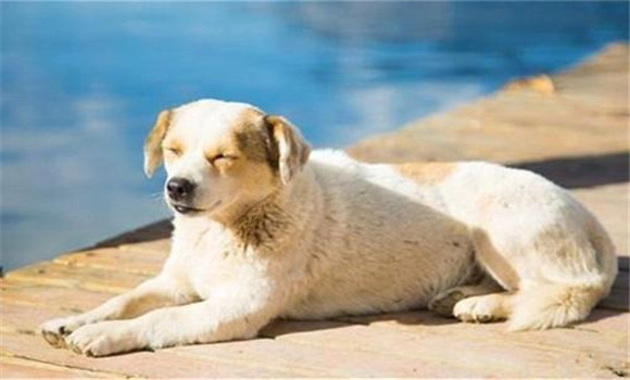 怎樣養好老齡犬，養殖老齡犬應注意哪些問題