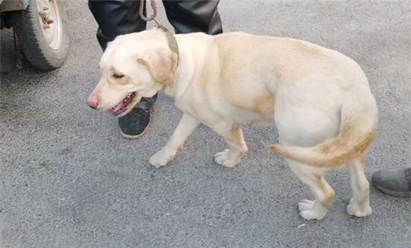 病狗的飼養管理應注意哪事項