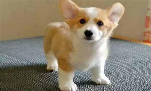 幼犬生長發育特點