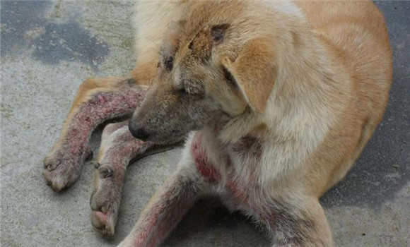 犬旋毛蟲病的癥狀表現