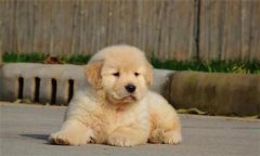 個人家庭購犬應注意哪些問題？