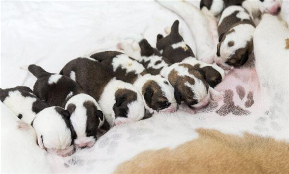 家庭養犬最好去何處購犬種