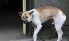 狗都怕什么？犬在什么情況下會表現出恐懼感