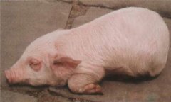 豬水腫、鏈球菌、偽狂犬的鑒別診斷及防治方法