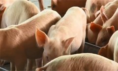 母畜分娩前后飼養 母畜分娩前要注意哪些疾病