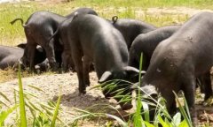 為什么豬、牛食用新鮮玉米苗等會發生中毒死亡
