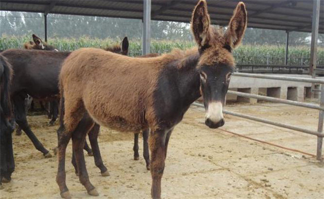 肉驢幼駒如何飼養