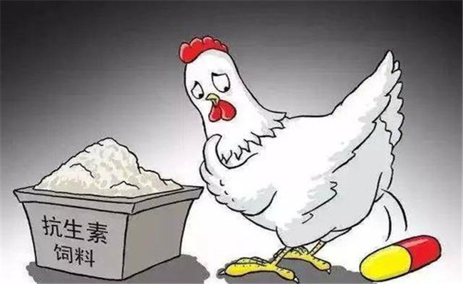 怎樣在飼料中添加抗生素？使用抗生素注意事項