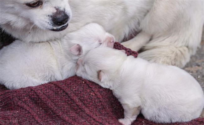怎樣照料剛買來的幼犬、讓幼犬盡快熟悉新環境