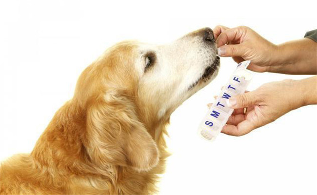 怎樣識別犬的優和劣的品性