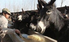 養殖肉驢投藥的四大方法 肉驢投藥的方法和途徑