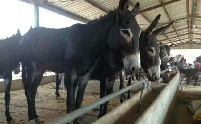 肉驢育肥期飼養管理技術