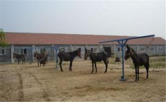 我國的主要驢品種介紹 肉驢育肥期飼養管理技術