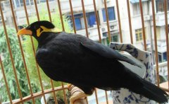 養鳥要注意什么？介紹鳥的衛生要求及四季管理