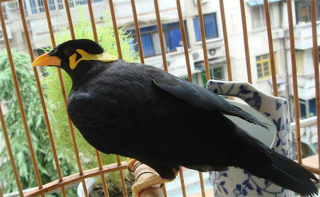 養鳥要注意什么