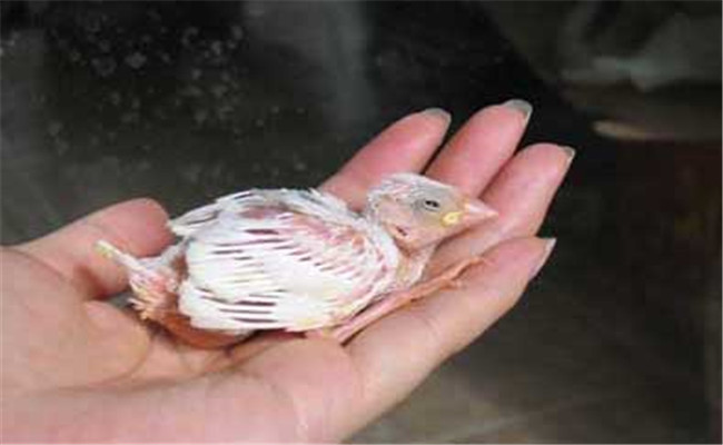 鳥的人工輔助喂養方法