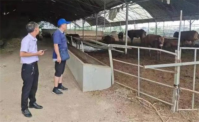 冬季畜禽養殖注意事項有哪些