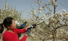 李子花期如何管理？李子花期有哪些注意事項？