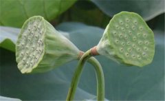 蓮蓬是荷花的什么部分，蓮蓬什么季節成熟